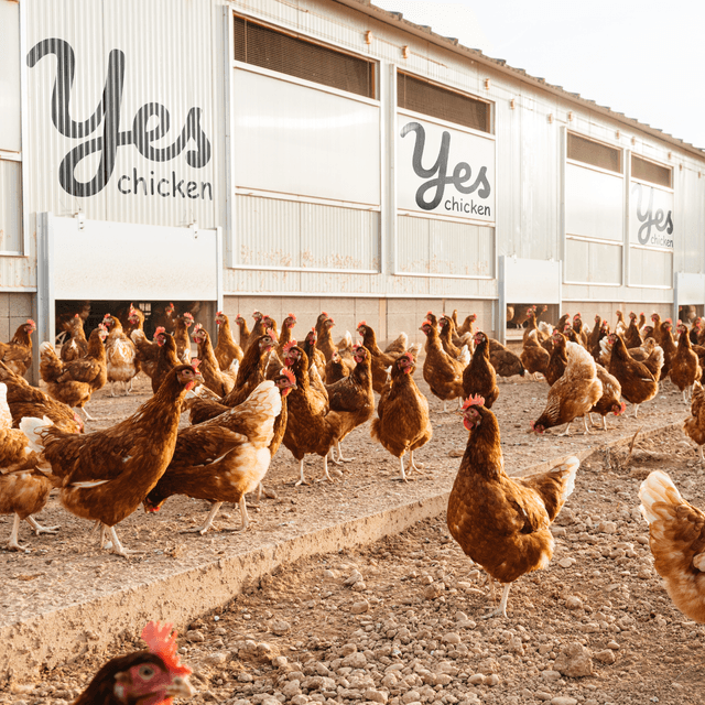 Exterior application of the brand logo on a modern poultry production facility.